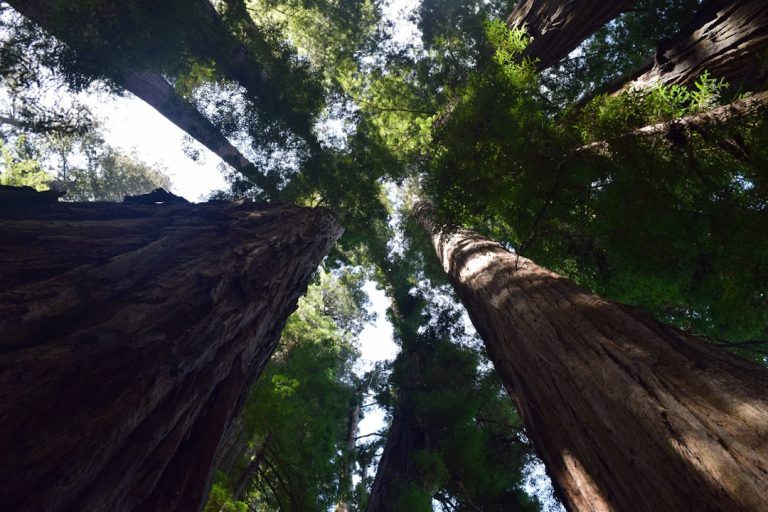 The Thrill of Backpacking: Embracing Nature, Adventure, and Freedom
